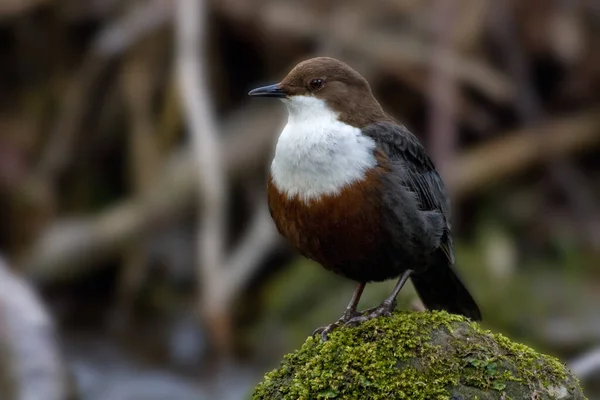 closeup view of cute dipper bird