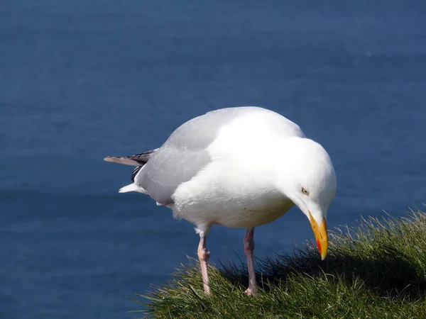 Silbermöwe Auf Helgoland — Stockfoto