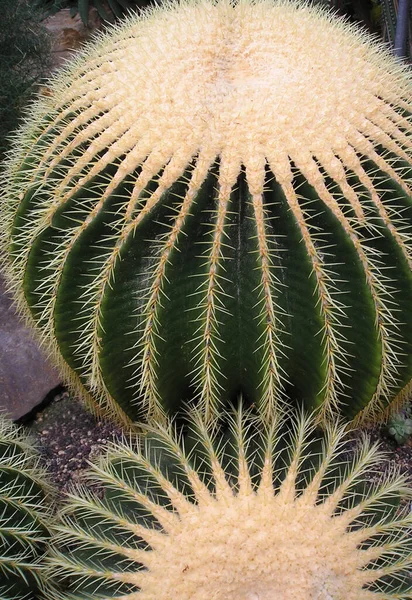 Planta Tropical Flora Botánica Cactus — Foto de Stock