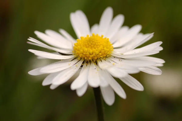 Madeliefje Mooie Bloemen Afbeelding — Stockfoto