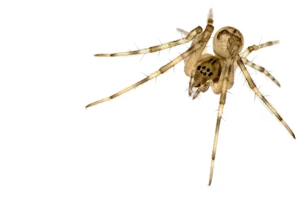 Αράχνη Εντομοπαγίδα Ζώο — Φωτογραφία Αρχείου