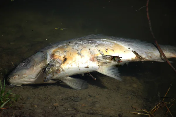 Carpe Poisson Dans Étang — Photo