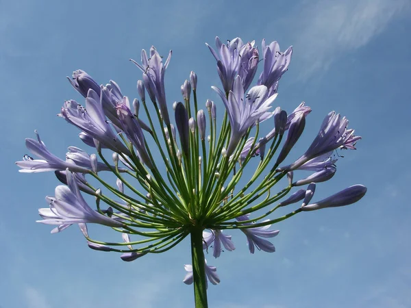 Flowers of a Jewelry Lily - African Lily - Love Flowers - Agapanthus
