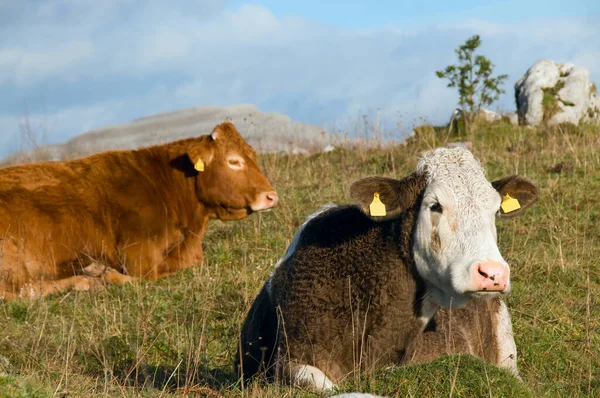 Mucche Nel Burren Irlanda — Foto Stock