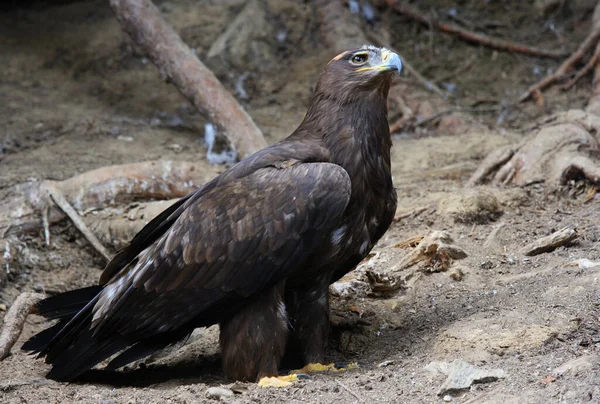 Scenic View Majestic Golden Eagle Wild Nature — Stock Photo, Image