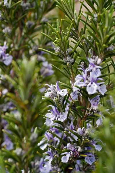 Rosmarino Verde Flora Vegetale Vegetale — Foto Stock