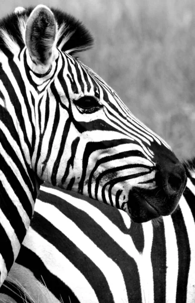 Animal Zebra Preto Branco — Fotografia de Stock