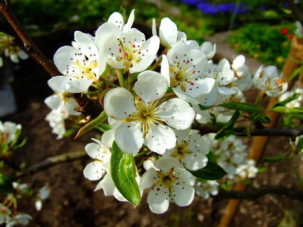 Fleurs Poire Sur Arbre — Photo