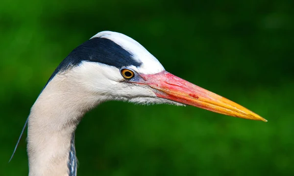 Scenic View Heron Bird Nature — Stock Photo, Image