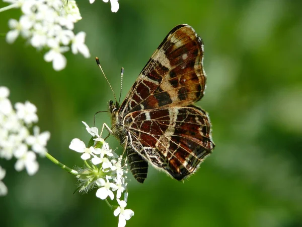 Närbild Insekter Vild Natur — Stockfoto