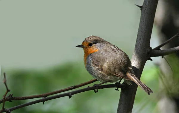 Schilderachtig Uitzicht Prachtige Vogel Natuur — Stockfoto