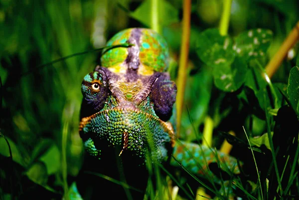 Chamäleontier Tropisches Echsenreptil — Stockfoto