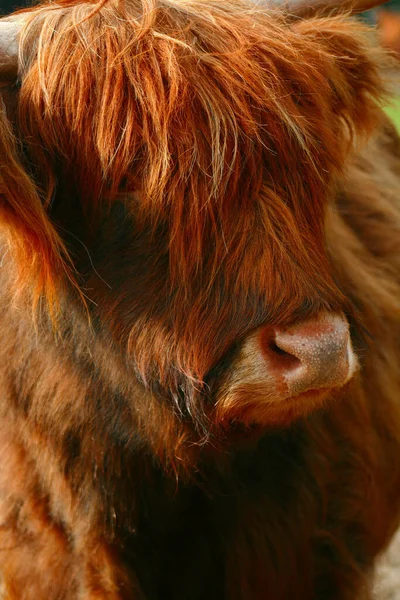 Närbild Djur Zoo — Stockfoto