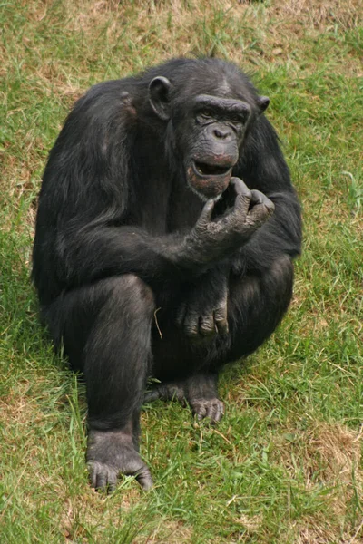 Encerramento Animais Jardim Zoológico — Fotografia de Stock