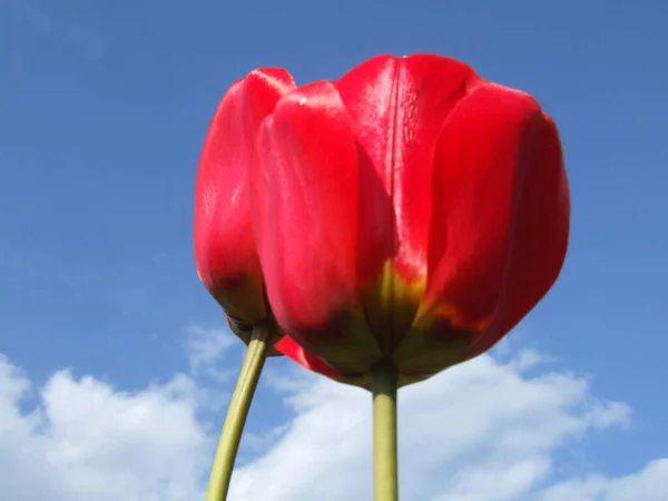 Schöne Tulpen Frühlingsblumen — Stockfoto