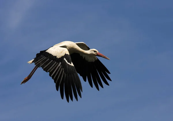 大自然美丽的鹤鸟景致 — 图库照片