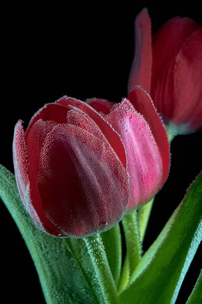 Tulips Black Background — Stock Photo, Image