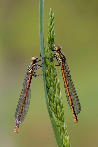 Libellen Ochtend — Stockfoto