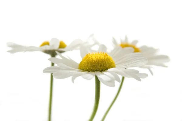 Flores Camomila Isoladas Fundo Branco — Fotografia de Stock