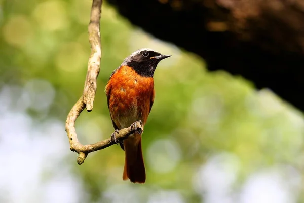 Vista Panorámica Hermoso Pájaro Naturaleza — Foto de Stock