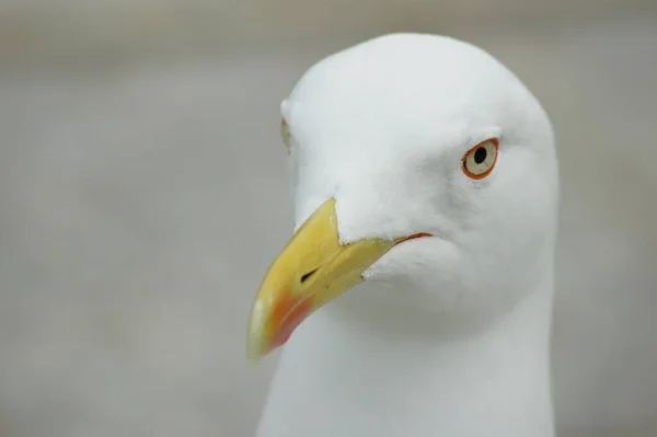 Vacker Utsikt Över Vacker Fågel Naturen — Stockfoto