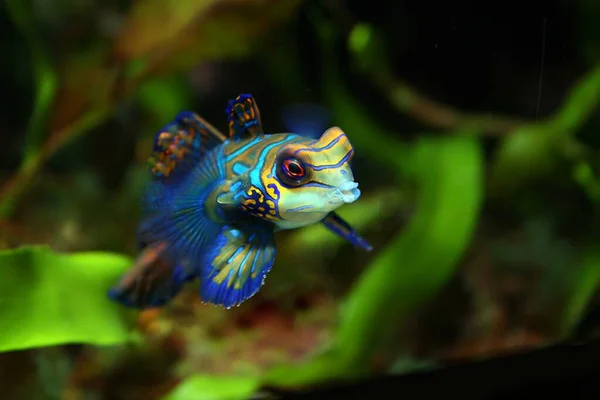 Vacker Tropisk Fisk Akvariet — Stockfoto