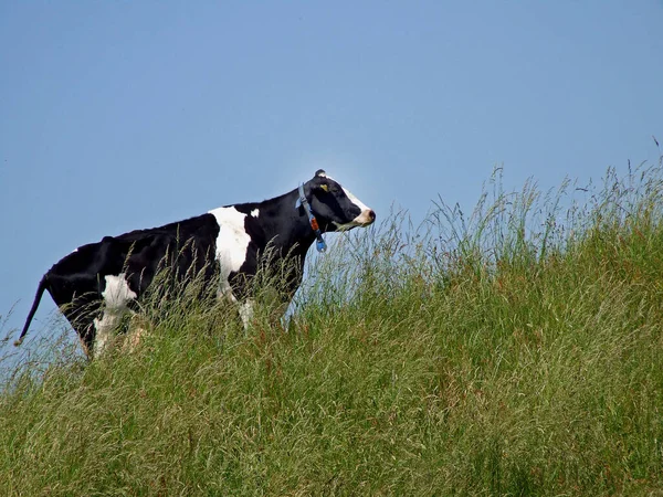 Αγελάδες Στο Χωράφι — Φωτογραφία Αρχείου
