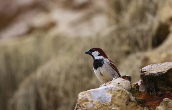 Scenic View Cute Sparrow Bird — Stock Photo, Image