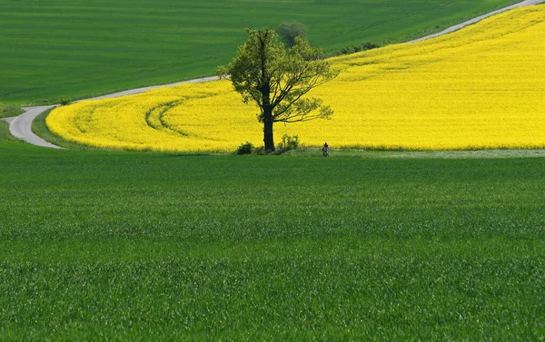 Zielone Pole Rzepak Żółty — Zdjęcie stockowe