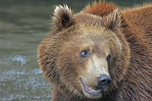 Veszélyes Medve Állat Ragadozó — Stock Fotó
