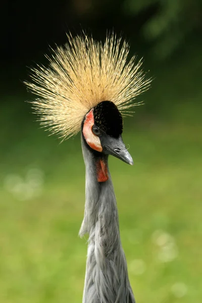 Schilderachtig Uitzicht Prachtige Vogel Natuur — Stockfoto