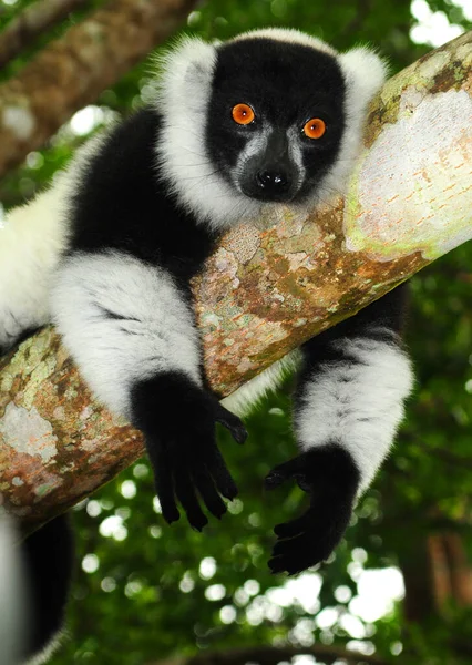 Lemur Suricata Zoo Pierścień Lemurów — Zdjęcie stockowe