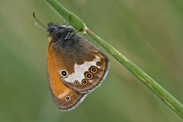 Mały Motyl Kwiatach Koncepcja Dzikości — Zdjęcie stockowe