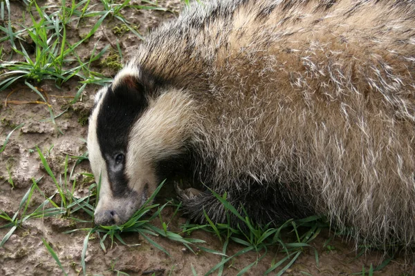 Panda Zoológico — Foto de Stock