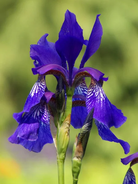 Bella Flora Botanica Petali Fiori Giglio — Foto Stock