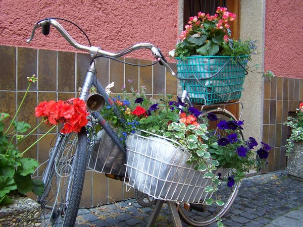 Παλιά Ποδήλατο Γίνεται Λουλούδι Περίπτερο — Φωτογραφία Αρχείου