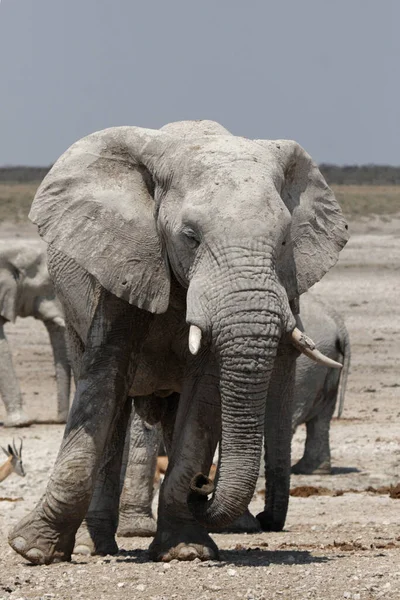 Elefant Etosha Nationalpark Namibia — Stockfoto