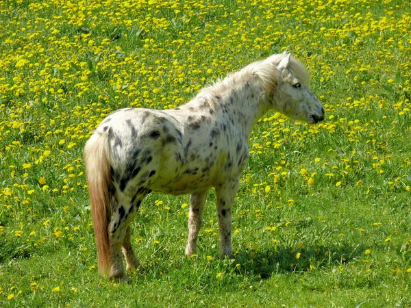 Koń Stado Zwierząt Pastewnych Przyroda — Zdjęcie stockowe