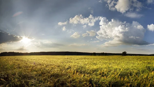 農業大麦のフィールドプラント — ストック写真