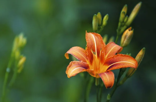 Gyönyörű Botanikai Flóra Lily Virág Szirmok — Stock Fotó