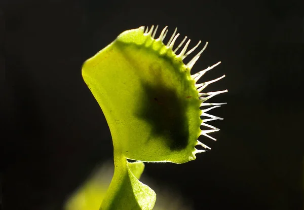 Zöld Vénusz Légycsapda Növény — Stock Fotó