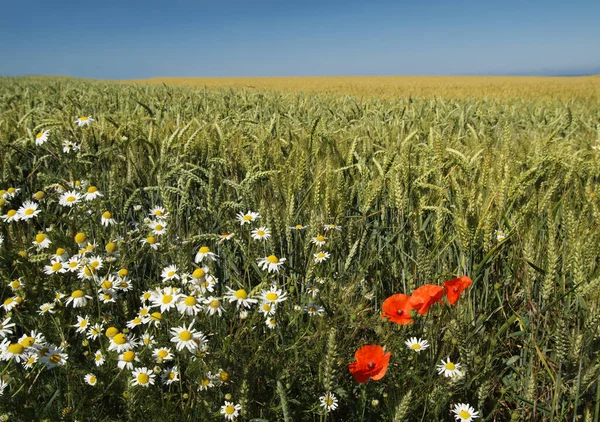 Campo Trigo Céu Azul — Fotografia de Stock