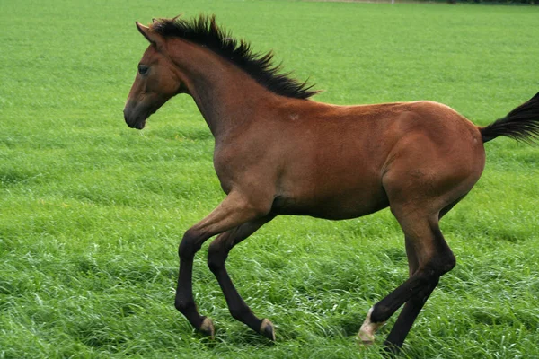 Schattig Paard Wilde Natuur — Stockfoto