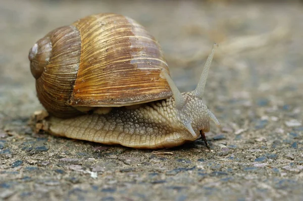 Šnečí Spirála Pomatia Bezobratlí Měkkýši — Stock fotografie