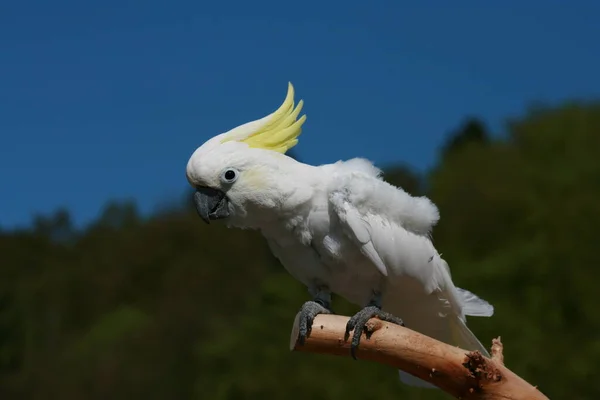 Aussichtsreiche Aussicht Auf Schöne Vögel Der Natur — Stockfoto