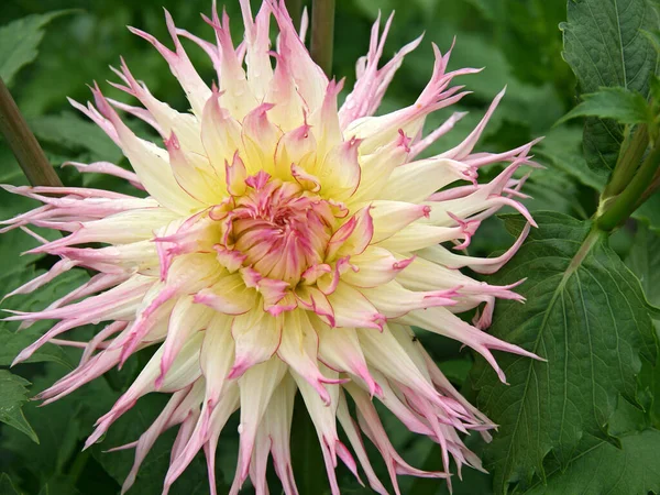 Jenny Geyik Antler Dahlia — Stok fotoğraf