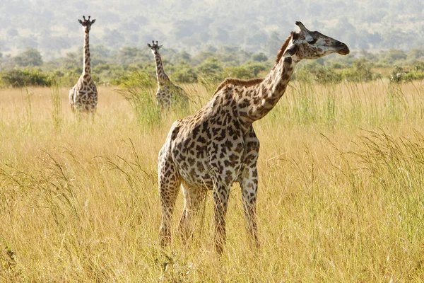 Savannah giraffe animals, tall giraffes