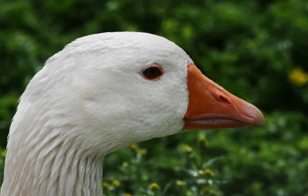 Aussichtsreiche Aussicht Auf Gänsevögel Der Natur — Stockfoto