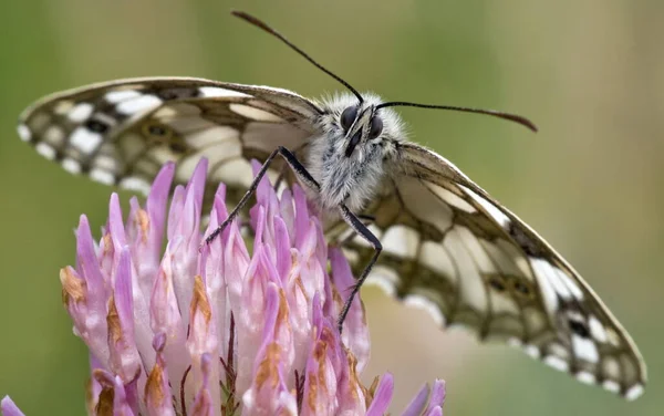 Schaakbord Vlinder Insect Fauna — Stockfoto