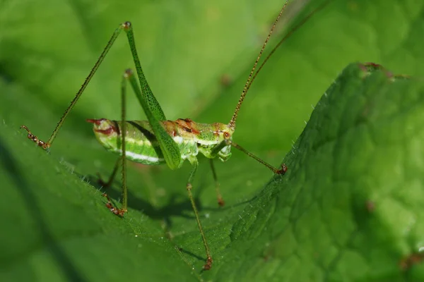 Closeup Macro View Grasshopper Insect — Stock Photo, Image